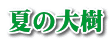 夏の大樹